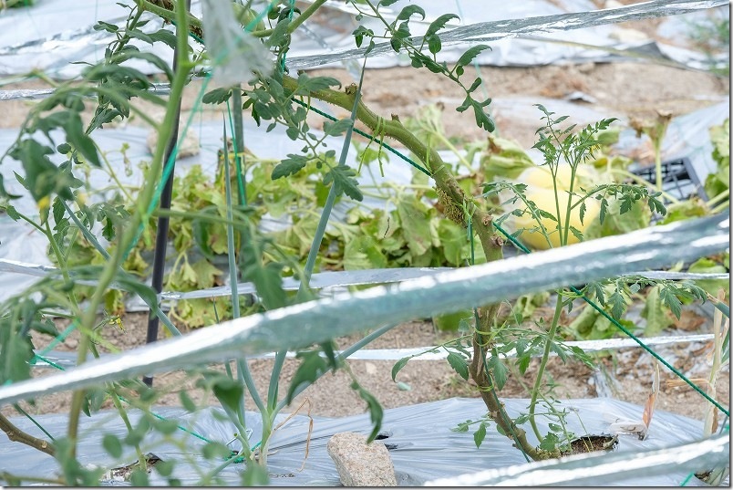8月上旬 親茎を終了させて子茎を伸ばす