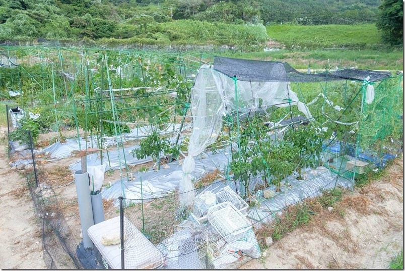 貸し農園で家庭菜園