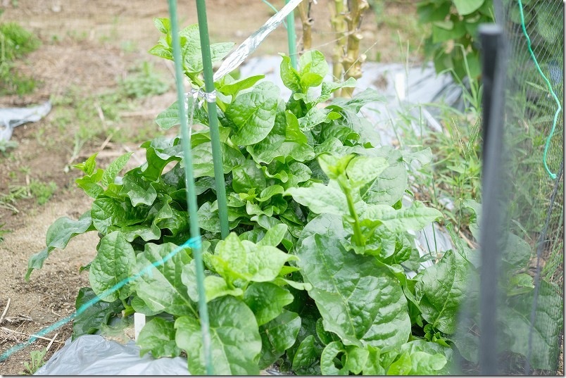ツルムラサキ栽培 9月上旬 害虫対策とその後の経過