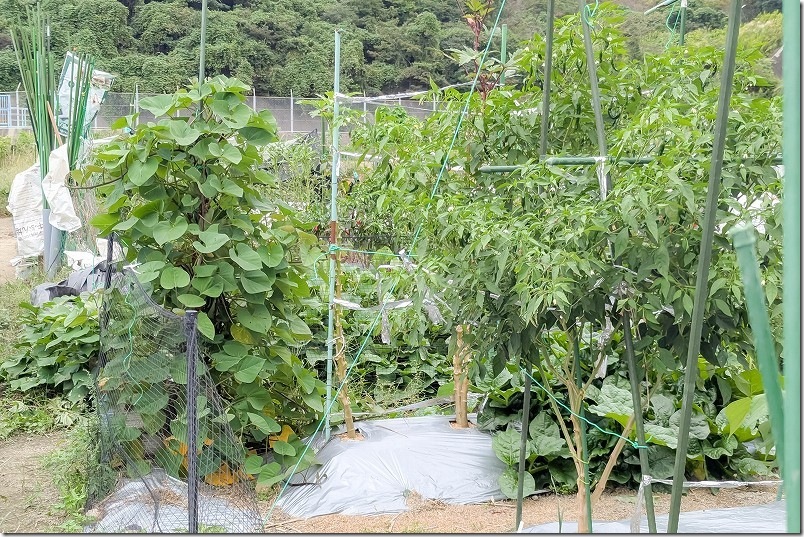 10/2 さつま芋栽培 植付け5ヶ月 さつま芋の収穫時期