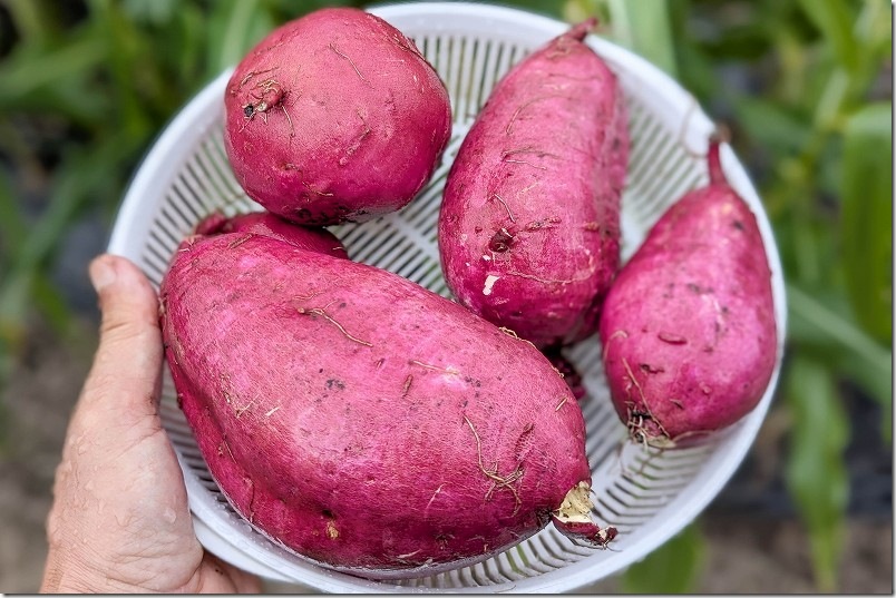 袋栽培 さつま芋 1苗でシルクスイートの収穫量、サイズ