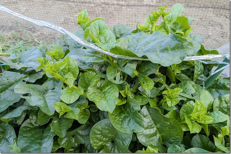 ツルムラサキ栽培 10月【まだ収穫継続中】 太茎