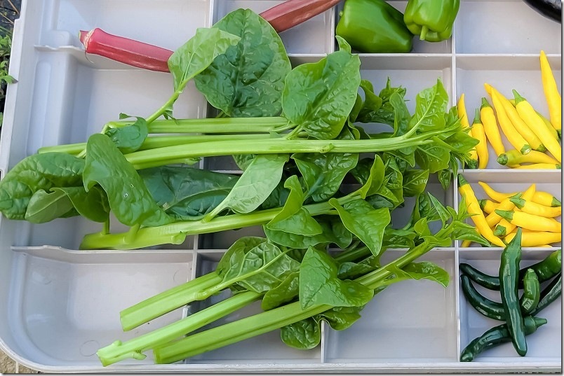 ツルムラサキ栽培 10月【まだ収穫継続中】 太茎