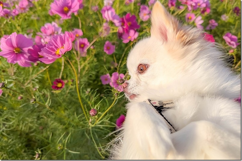やよいの風公園のコスモス畑を犬と散策 11月上旬 満開