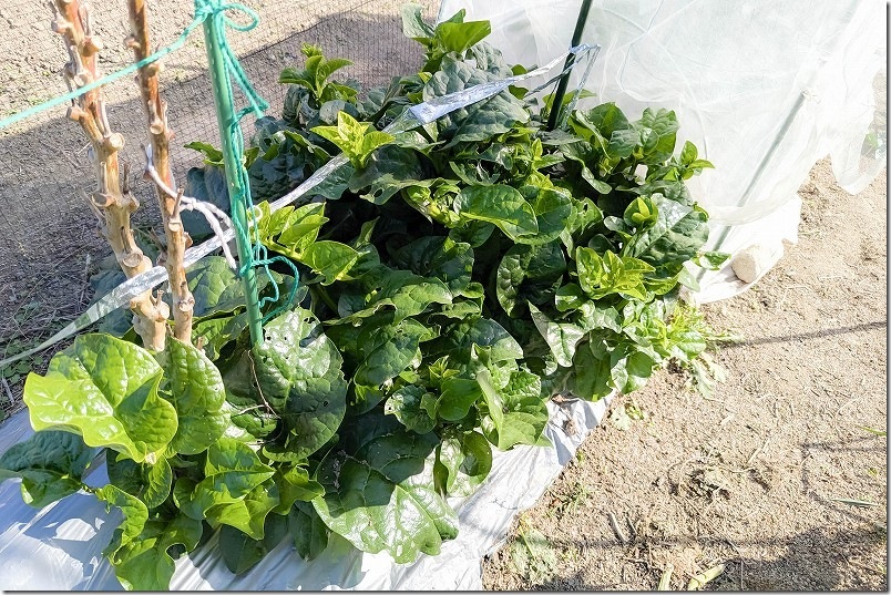 11/6 ツルムラサキ 最後の収穫を終え収穫終了