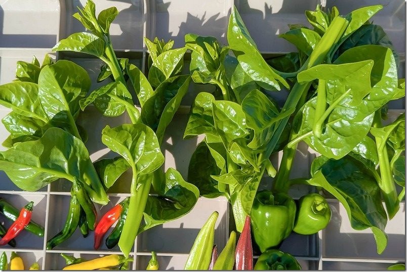 11/6 ツルムラサキ 最後の収穫を終え収穫終了