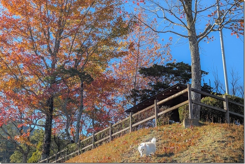 紅葉とチワワ（犬） 2025年 西部霊園自然公園