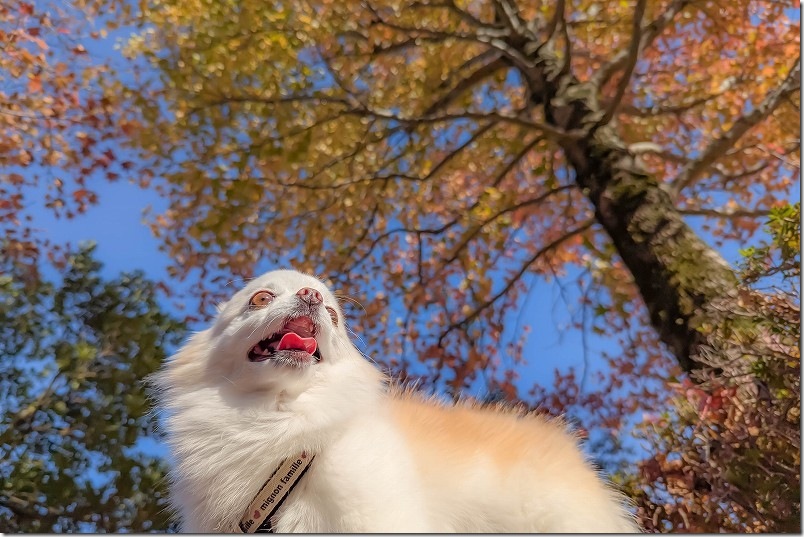 紅葉とチワワ（犬） 2025年 西部霊園自然公園
