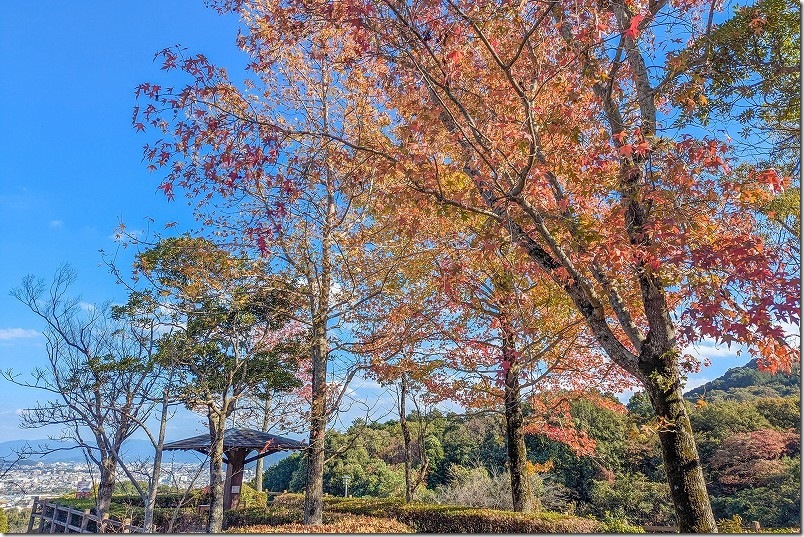 紅葉 2025年 西部霊園自然公園