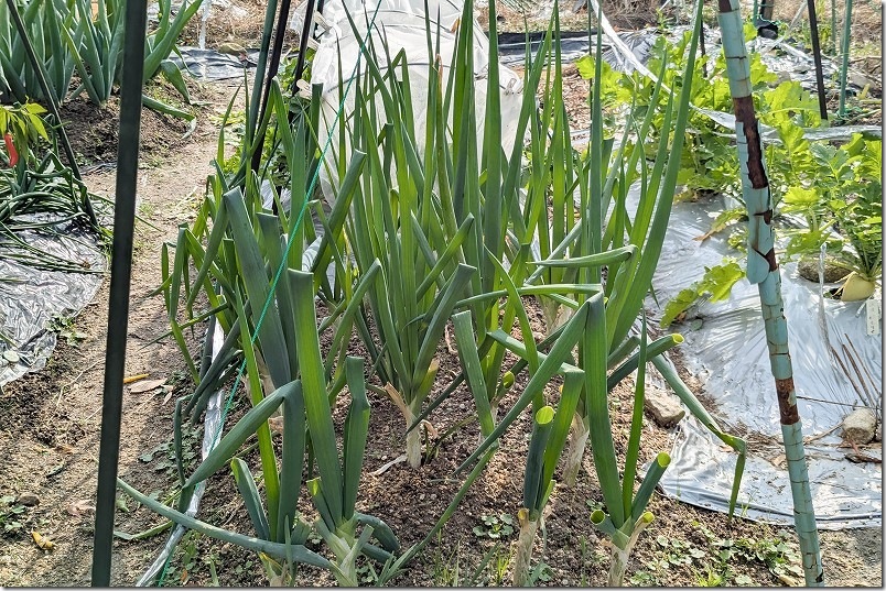 11月下旬 九条ネギの3回目の収穫 収穫前