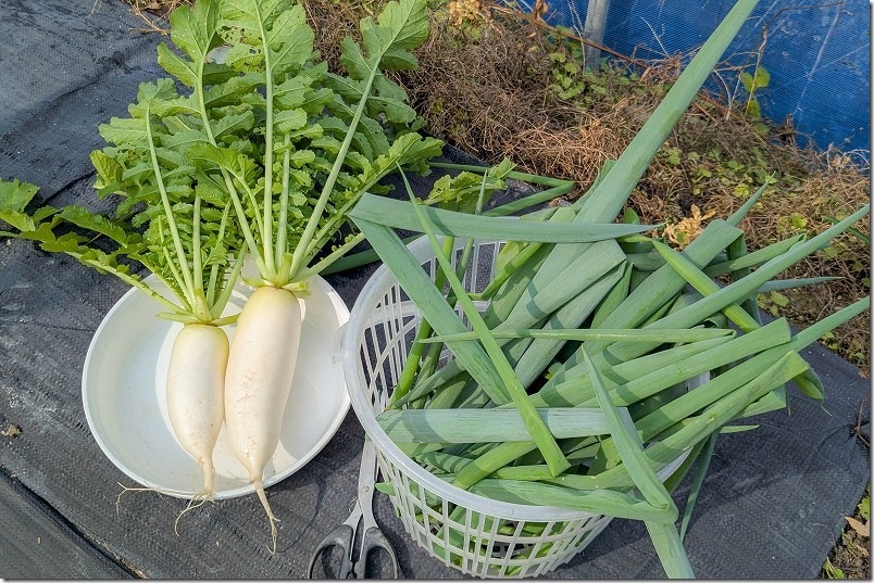 11月下旬 九条ネギの3回目の収穫量