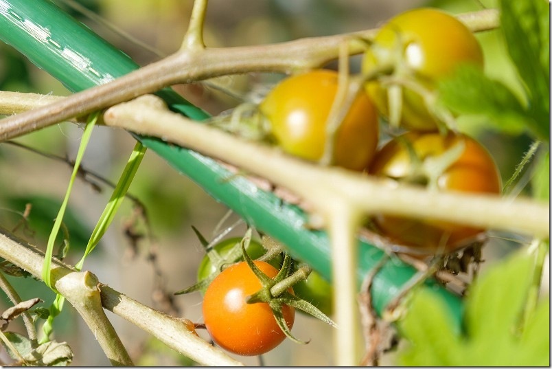 11/10 シンディースイート 秋の収穫継続