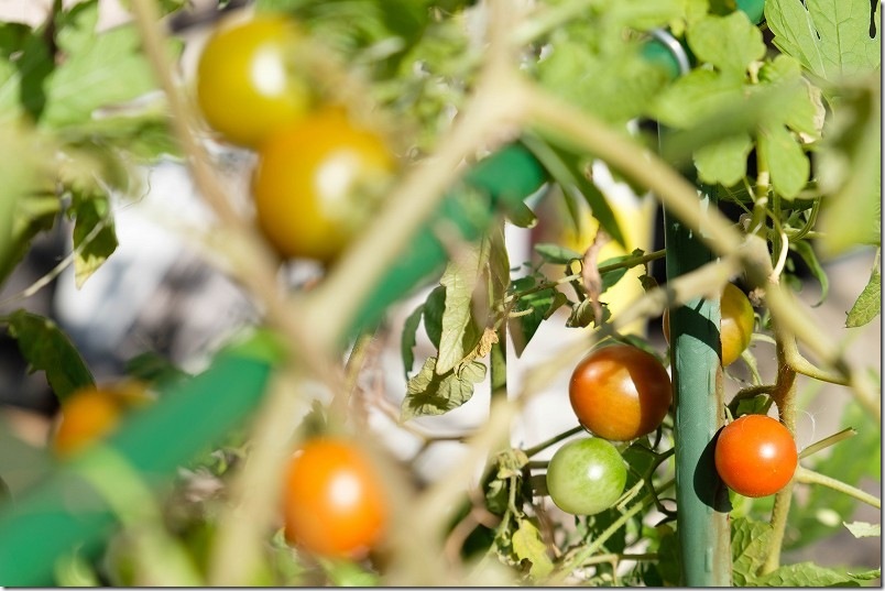 11/10 シンディースイート 秋の収穫継続