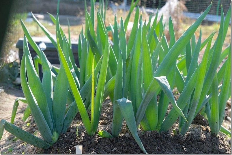 11/16 下仁田ネギ 干しネギ植付け約3ヶ月後