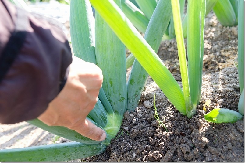 11/16 下仁田ネギ 干しネギ植付け約3ヶ月後のネギの太さ