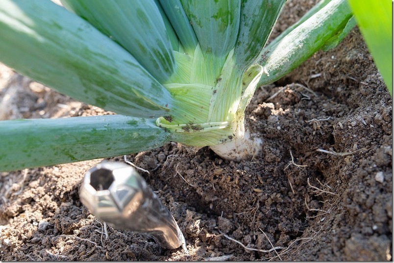 11/16 下仁田ネギを初収穫