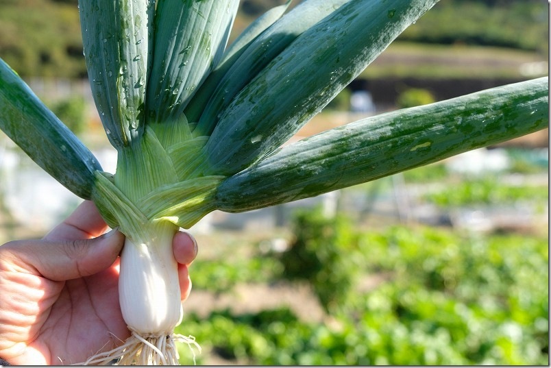 11/16 下仁田ネギ 初収穫したネギの太さ