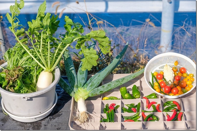 【11/16 初収穫した下仁田ネギ】