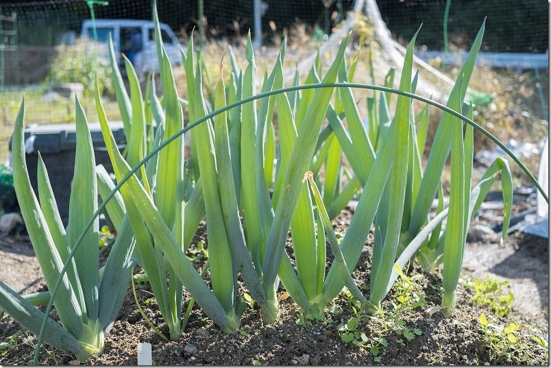 11/1 下仁田ネギ 干しネギ植付け2ヶ月半後
