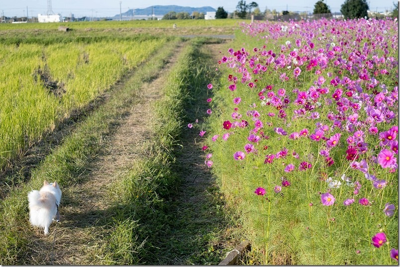 やよいの風公園のコスモス畑を犬と散策 11月上旬 満開