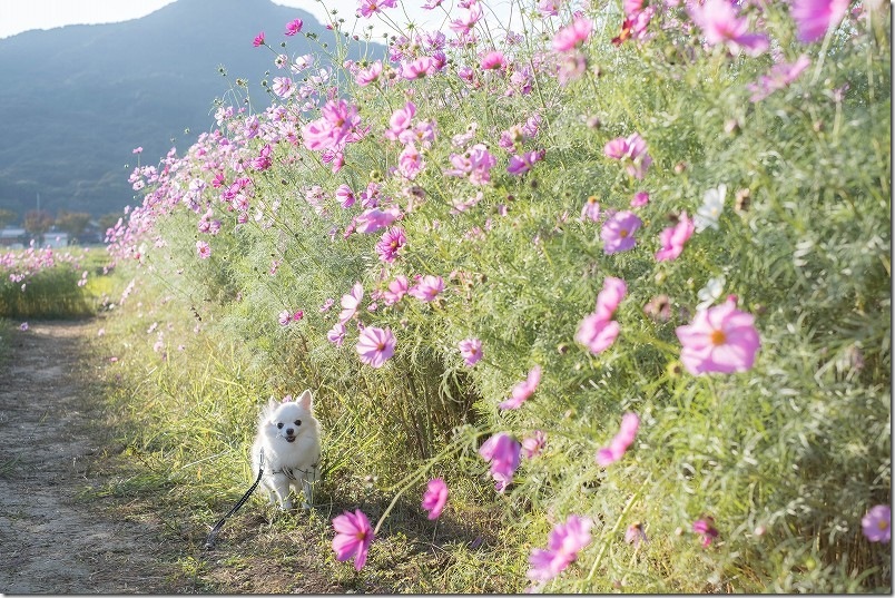 やよいの風公園のコスモス畑を犬と散策 11月上旬 満開