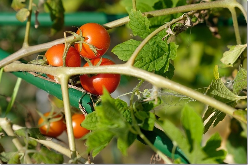 11/16 シンディースイート 秋の収穫継続 中玉トマト