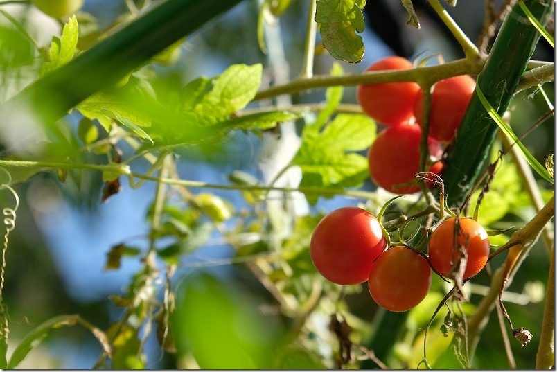 11/16 シンディースイート 秋の収穫継続 中玉トマト
