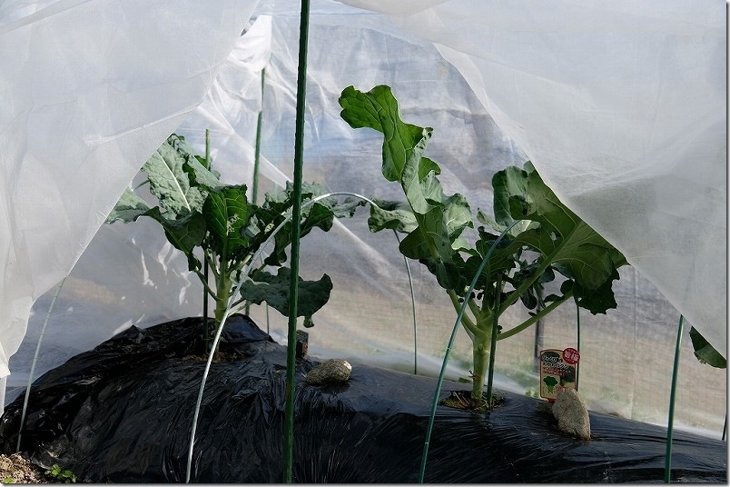 不織布の上部を防虫ネットを張る 防虫対策 開閉部