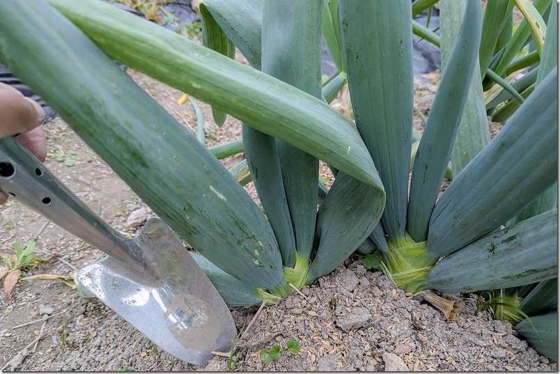 12/2 下仁田ネギの本収穫開始 スコップで周りの根を切ってから慎重に抜く