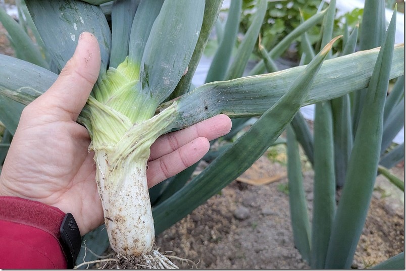 12/2 下仁田ネギの本収穫 家庭菜園