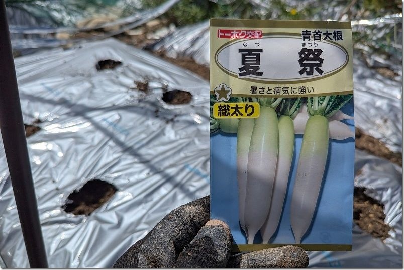 青首大根 夏祭りの種