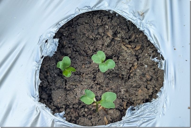 大根の発芽 種まきから約１週間【9月下旬】