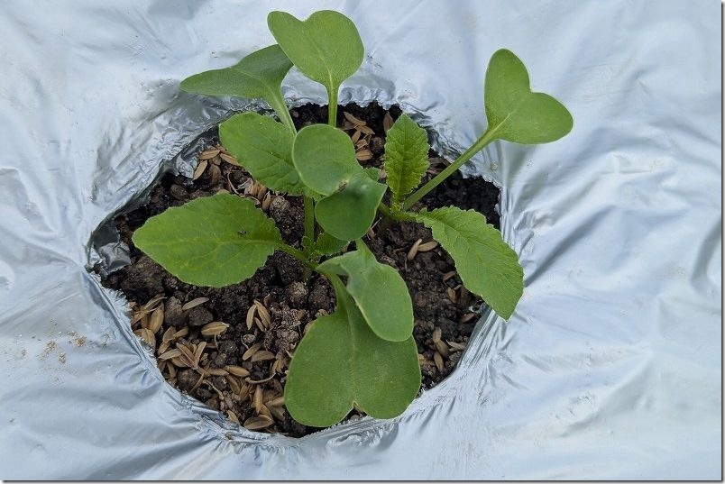 大根の発芽 種まきから約１週間【9月下旬】