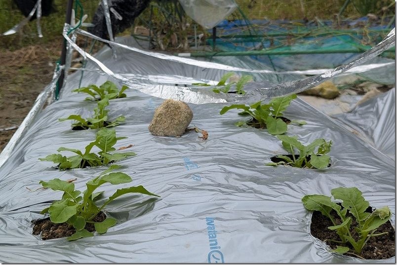 生育中の大根 種まきから約2週間【9月下旬】