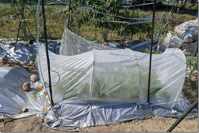 大根栽培 不織布でトンネル栽培【10月中旬】