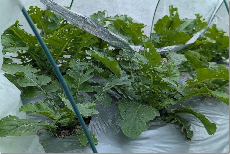 不織布のトンネル栽培で虫食い発生【10月中旬】