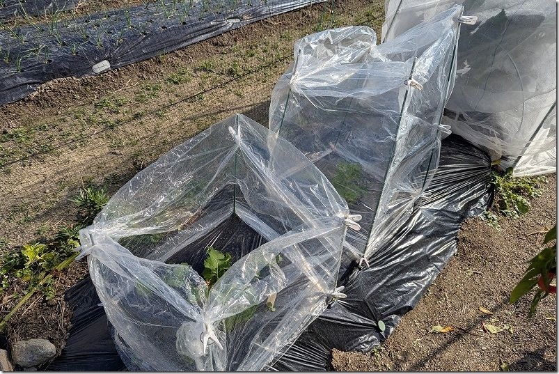 100均 透明マルチで行灯仕立て栽培 使用レビュー 耐久性
