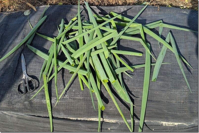 12/5 4回目 九条ネギを収穫