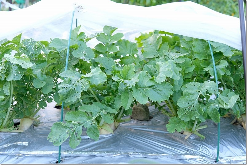 青首大根 夏祭り 間引き収穫開始 種まきから約55日後【11月中旬】