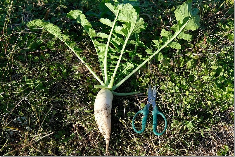 青首大根 夏祭り 間引き収穫開始 種まきから約55日後【11月中旬】