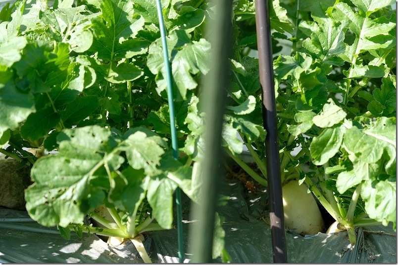 11/16　青首大根 夏祭りを間引き収穫継続