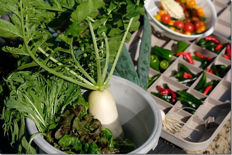 11/16　青首大根 夏祭りを間引き収穫継続