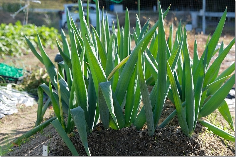 12/2 下仁田ネギ栽培 干しネギ植付け約3ヶ月半後