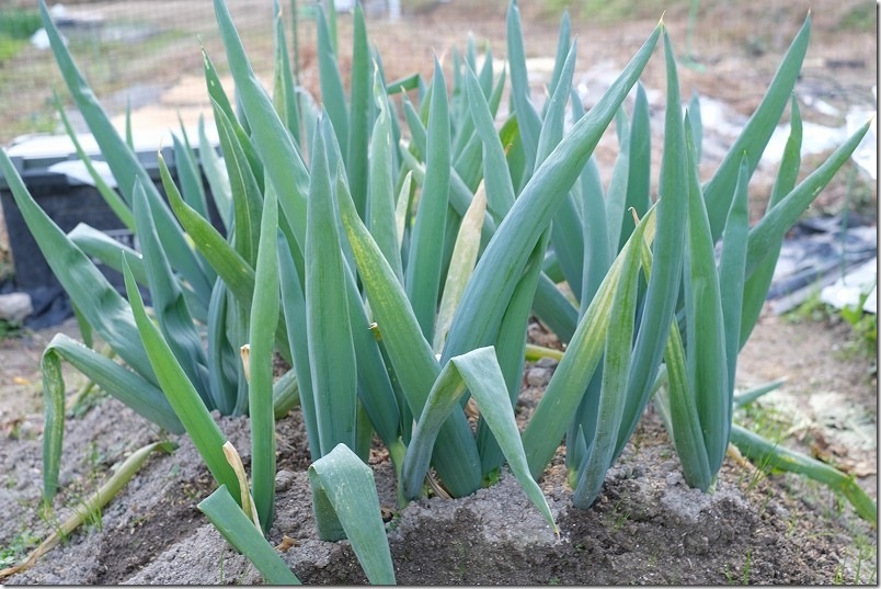 下仁田ネギ 家庭菜園 栽培状況 12月