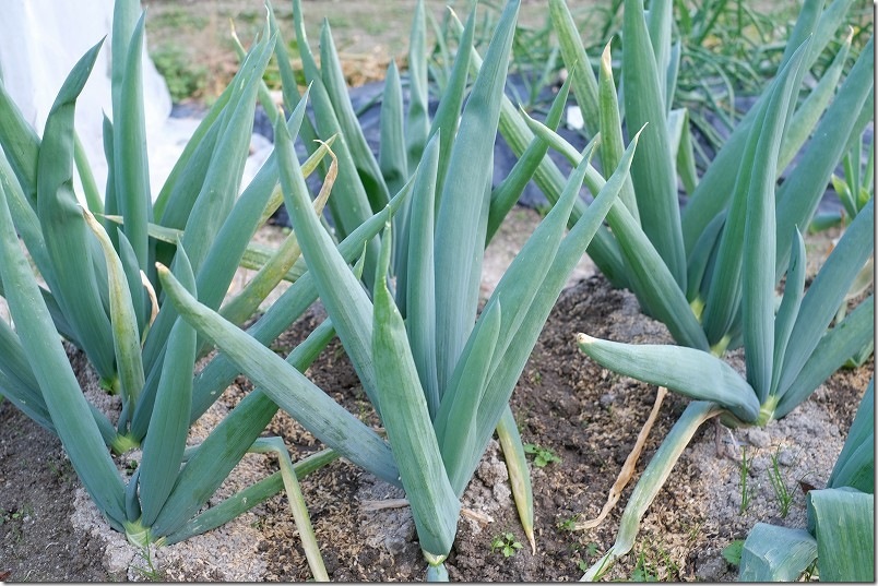 下仁田ネギ 家庭菜園 栽培状況 12月