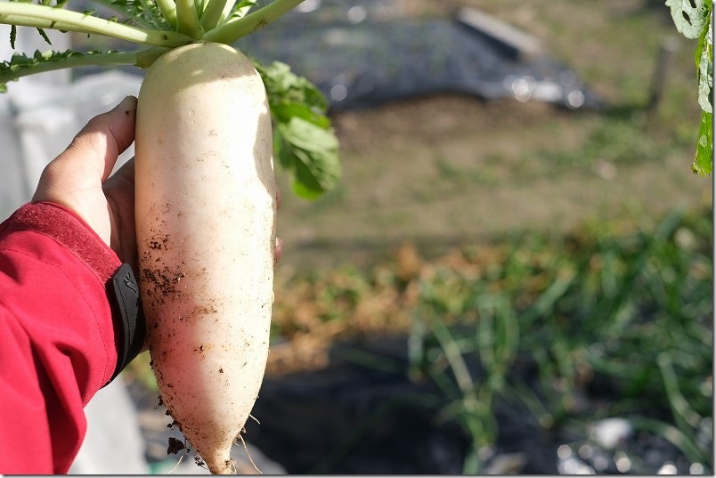 12/9 収穫した青首大根 夏祭り