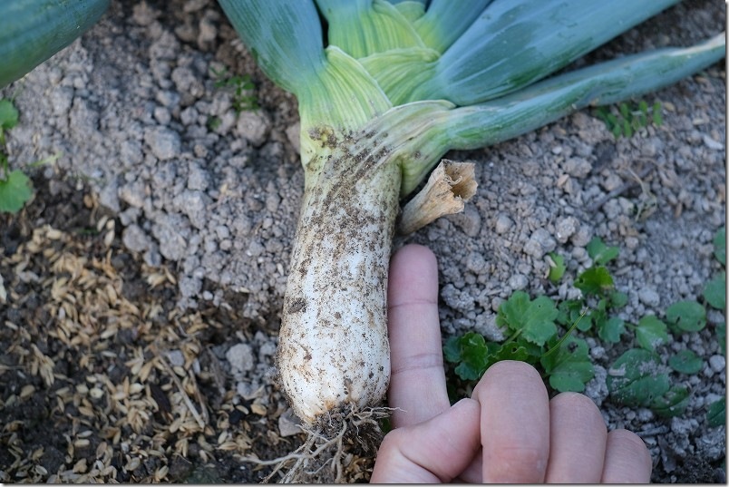 12月 2度目の収穫【家庭菜園での太さ・長さ】