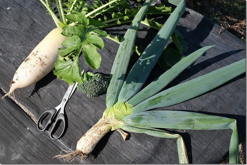 12/9 収穫した下仁田ネギ 白ネギ部分は長さ11cm、幅4.5cm