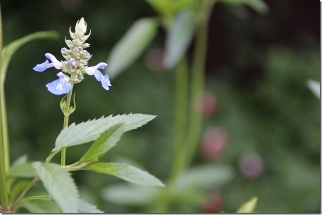 ボックセージ 淡い青の花で夏向きの色 チワワ パピヨン ガーデニングin福岡