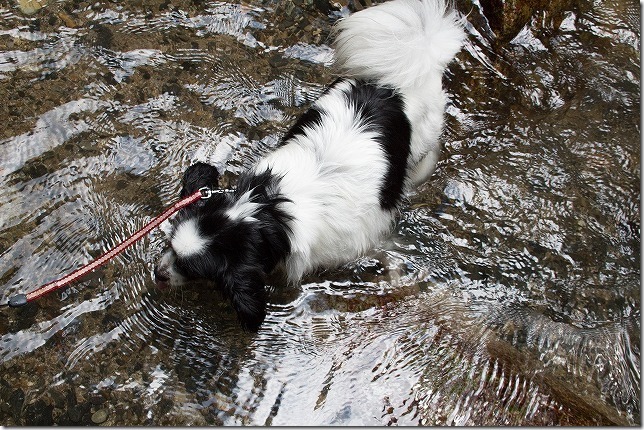 野河内渓谷の水に入る犬